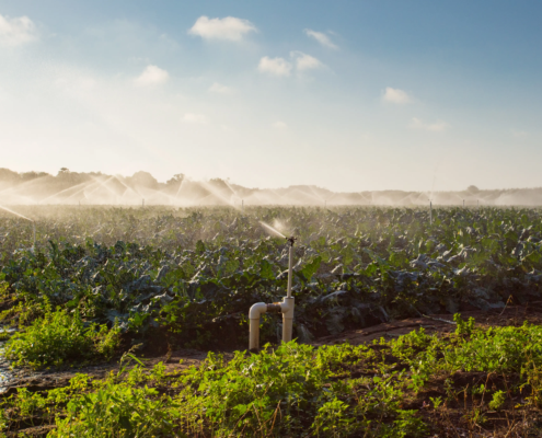 reclaimed water treatment for agriculture