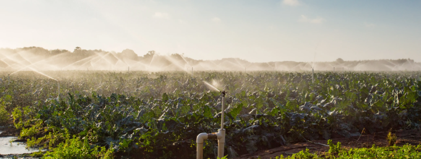 reclaimed water treatment for agriculture