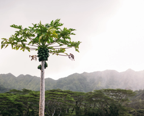 Emergency reverse osmosis for Hawaii Floods