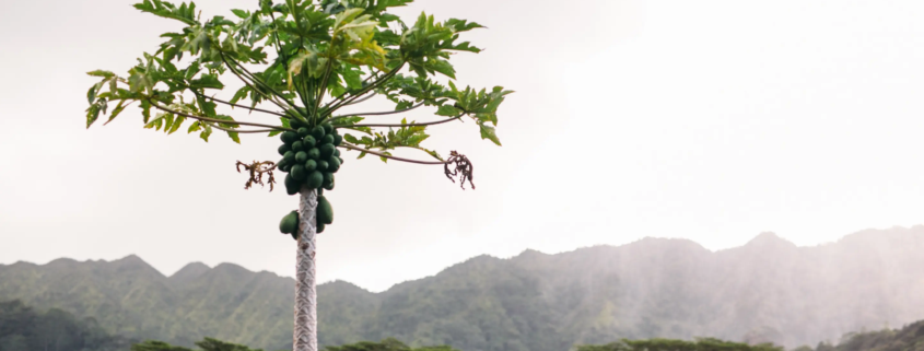 Emergency reverse osmosis for Hawaii Floods