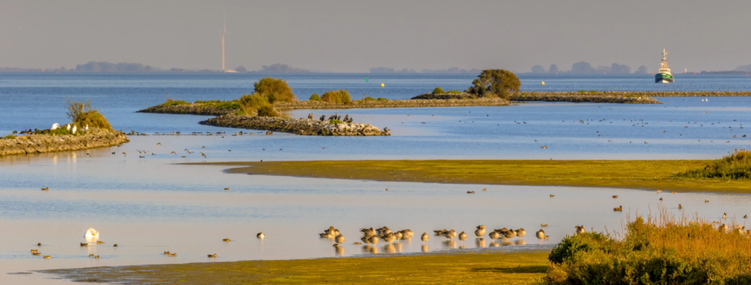 Brackish Water vs. Seawater